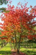 Prunus sargentii