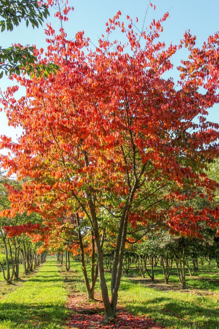Prunus sargentii