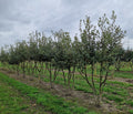 Quercus