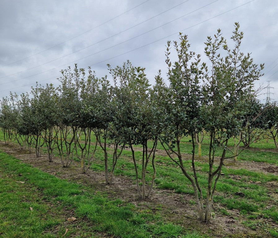 Quercus
