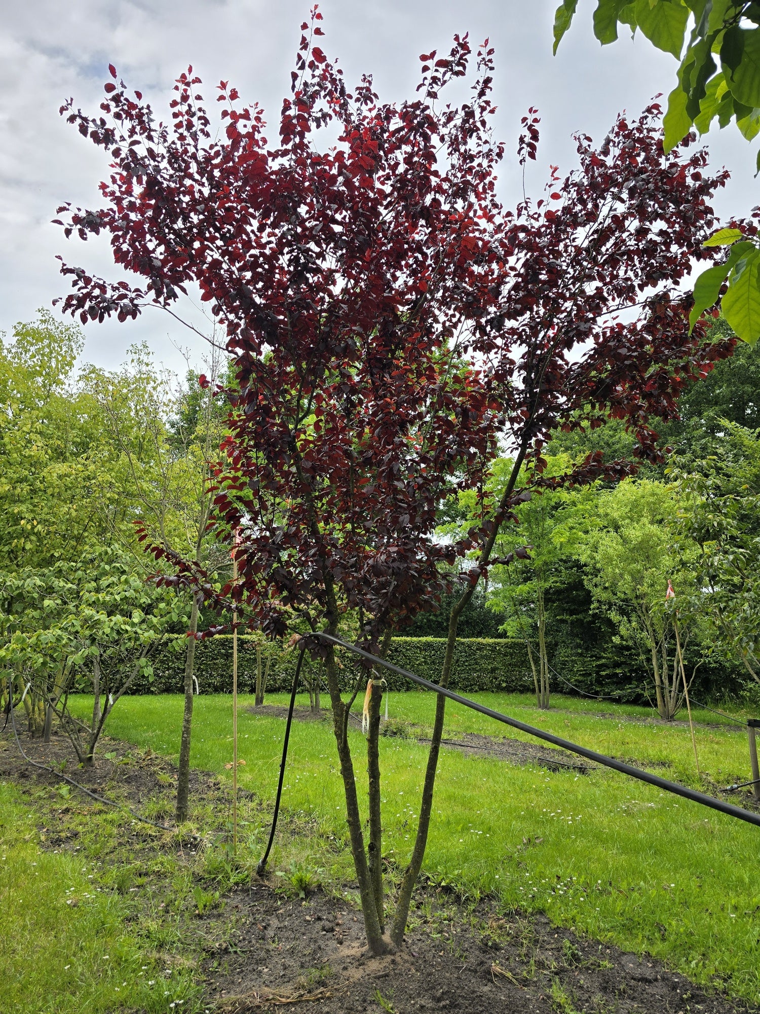 Prunus cerasifera