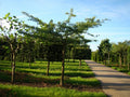 Ginkgo biloba ‘Horizontalis’