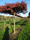 Liquidambar styraciflua