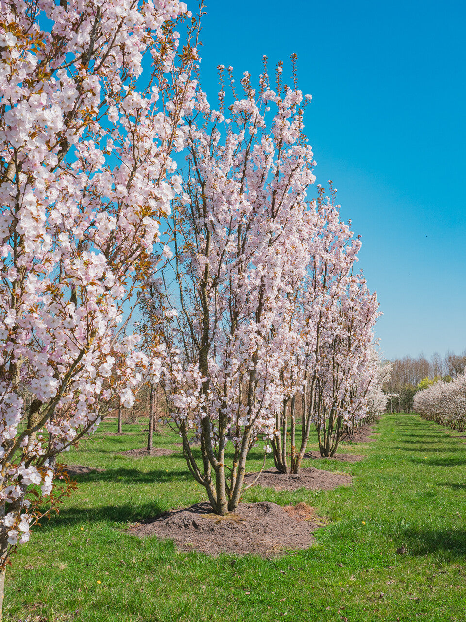 Prunus serrulata