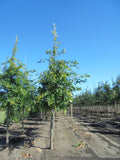 Quercus palustris