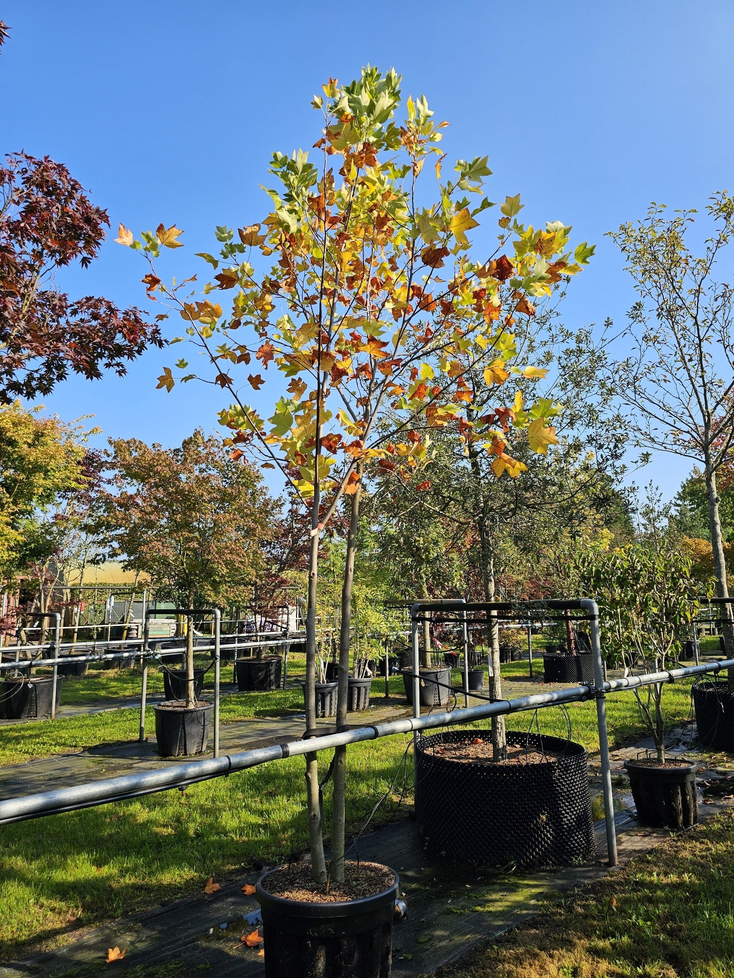 Liriodendron tulipifera