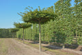 Carpinus betulus