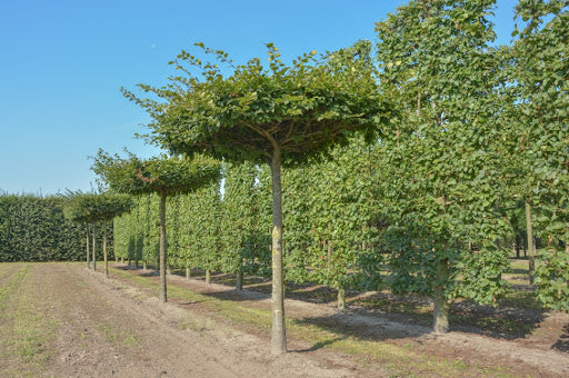 Carpinus betulus