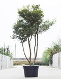 Osmanthus heterophyllus