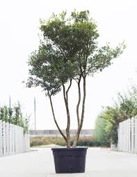Osmanthus heterophyllus
