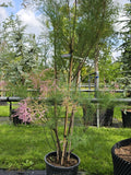Tamarix ramosissima
