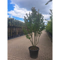 Lagerstroemia