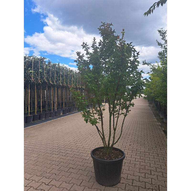 Lagerstroemia