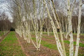 Betula utilis