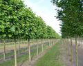 Platanus hispanica