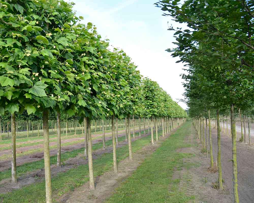 Platanus hispanica