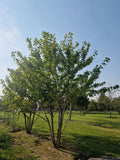 Prunus avium