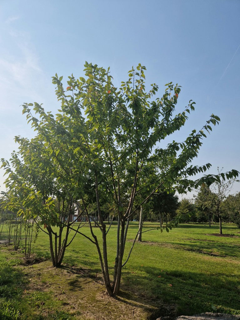Prunus avium