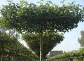 Pyrus nivalis ‘Catalia’