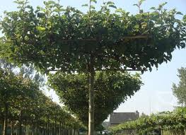 Pyrus nivalis ‘Catalia’