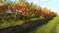 Rhus typhina