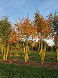 Sorbus
